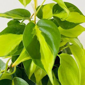 Philodendron hederaceum brasil clippings
